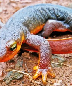 Close Up Salamander Paint By Numbers