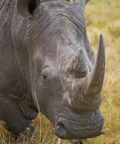 Gray Rhinoceros African Animals Paint By Numbers