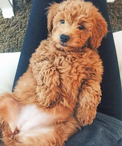 Adorable Cockapoo Puppy Paint By Numbers