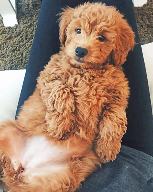 Cockapoo-doog-adult-paint-by-numbers