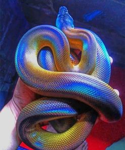 Colorful Reptile Python Paint By Numbers