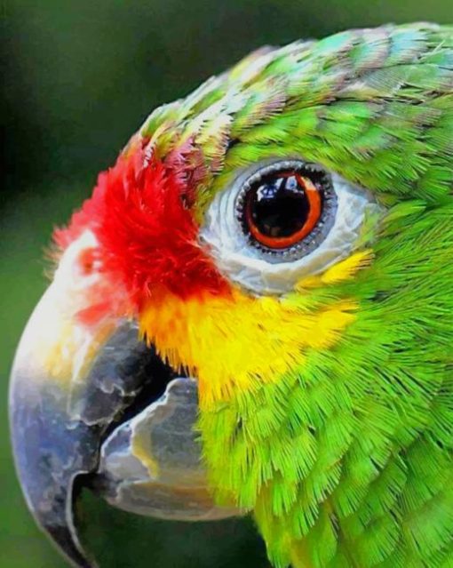Colorful-bird-eye-close-up-paint-by-numbers