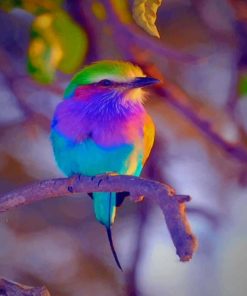 Rainbow Bird Paint By Numbers