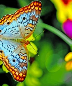 Colorful Butterfly and Flower Paint By Numbers