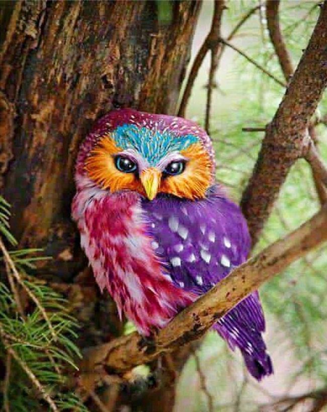 Rainbow Owl Bird Paint By Numbers