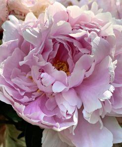 Peony Pink Blooms Paint By Numbers