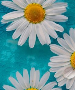 Common Daisy White Flowers Paint By Numbers
