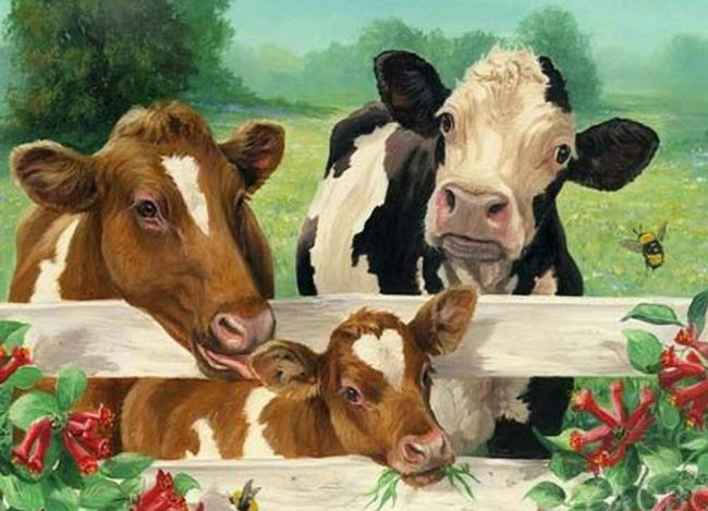 Cows in the Farm Paint By Numbers