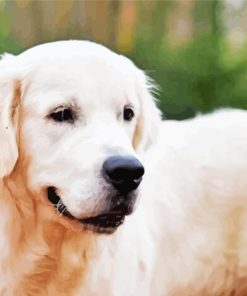 Golden Retriever Animal Paint By Numbers