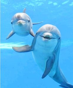 Beautiful Dolphins Paint By Numbers
