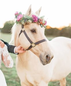 Cute White Horse Paint By Numbers