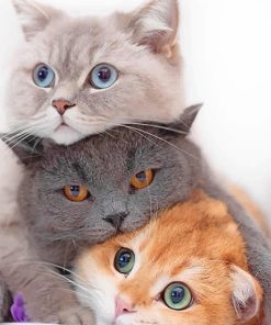 Cute Kitties Paint By Numbers