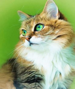 Cute Kitten Paint By Numbers