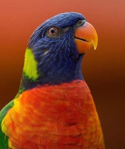Rainbow Lorikeet Parrot Paint By Numbers