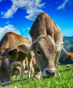 Cows Grazing Scenic Paint By Numbers