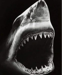 Black Megalodon Shark Paint By Numbers