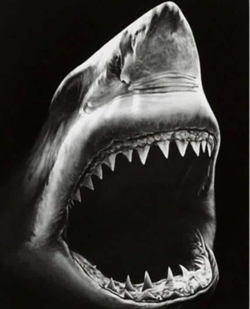 DIY-colorings-pictures-by-numbers-with-colors-The-shark-picture-drawing-painting-by-numbers-framed-Home