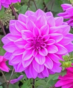 Dahlia Lilac Flower Paint By Numbers