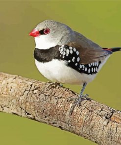 Diamond Firetail Bird Painting Kit Paint By Numbers