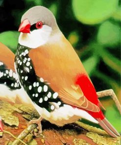 Diamond Firetail Bird Paint By Numbers