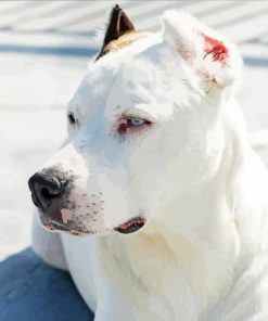 Dogo Argentino Dog Painting Kit Paint By Numbers