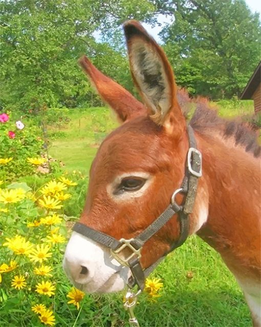 Donkey-in-flowers-field-adult-paint-by-numbers