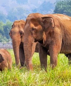 Thailand Elephant Adventure Paint By Numbers