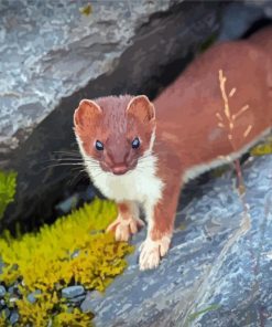 Ermine Weasel Alaska Paint By Numbers