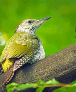European Green Woodpecker Paint By Numbers