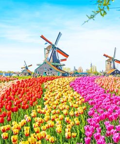 Colorful Tulip Field Paint By Numbers