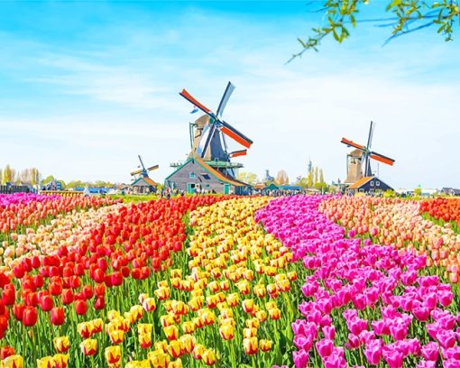 Field-Colerful-Tulip