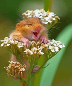 Field Mouse in Colorful Blooms Paint By Numbers
