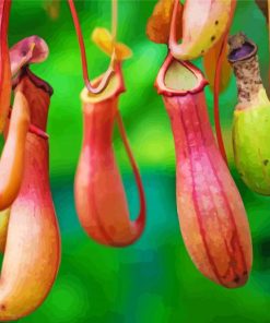 Floral Plants Pitchers Paint By Numbers