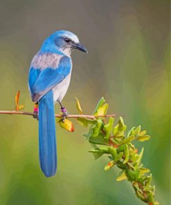 Florida Scrub Jay Paint By Numbers