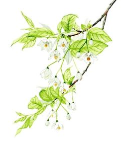 Floral Branch Beauty Paint By Numbers