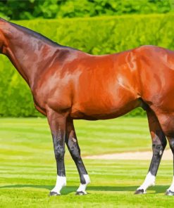 Frankel Horse Masterpiece Paint By Numbers