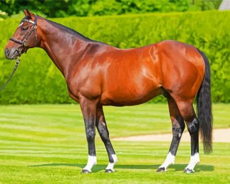 Frankel Horse Masterpiece Paint By Numbers