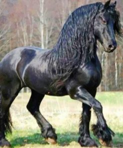 Friesian Horse Elegance Paint By Numbers