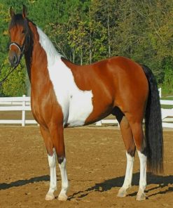 Majestic Friesian Horse Paint By Numbers
