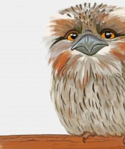 Frogmouth Nocturnal Birds Paint By Numbers