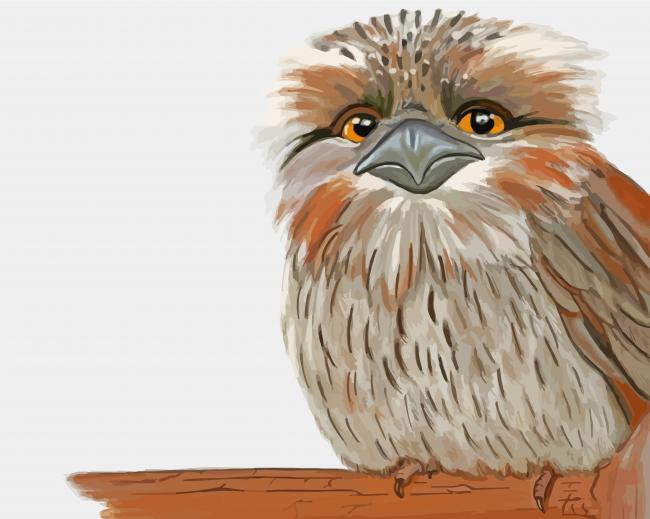 Completing the Frogmouth Nocturnal Birds Paint By Numbers Artwork