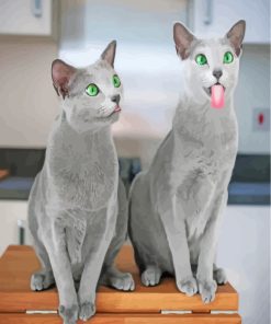 Funny Russian Blue Cat Paint By Numbers
