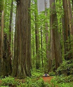 Majestic Redwood Forest Paint By Numbers