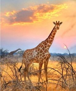 Giraffe Sunrise Scene Paint By Numbers