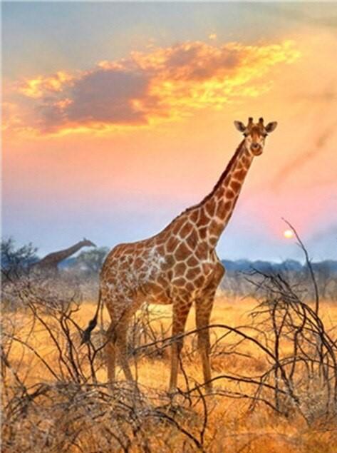 Finalized Giraffe Sunrise Scene Artwork