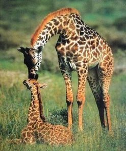 Giraffe Family Love Paint By Numbers