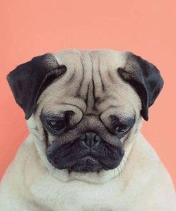 Gloomy Dog Pet Paint By Numbers