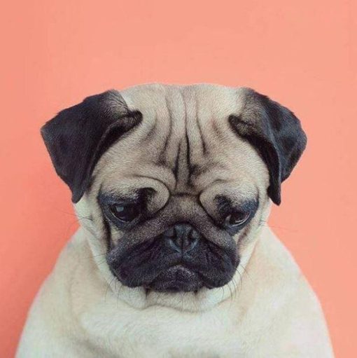 Gloomy-Dog-paint-by-numbers