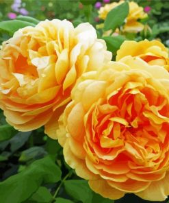 Golden Celebration Bloom Paint By Numbers