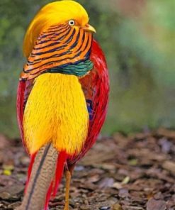 Golden Pheasant Bird Paint By Numbers